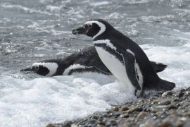 Рідкісні пінгвіни повернулися на волю в Аргентині