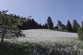 Передгір’я Швейцарських Альп потопають у нарцисах