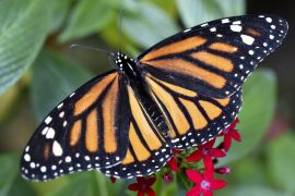 Метеликів-монархів стало прилітати більше