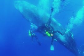 Дайвери врятували кита, що потрапив до сітей біля берегів Майорки