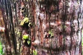 Найстаріше дерево у світі, імовірно, росте в Чилі