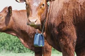 GPS-нашийники створюють невидимий загін для корів