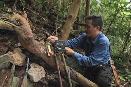 Фотопастки допоможуть рятувати біорізноманіття В’єтнаму