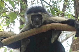 Як в Африці рятують рідкісних мавп — колобусів