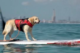 Собаки-серфери: перегони на сапбордах для людей і тварин влаштували в Іспанії