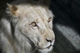 До зоопарку Каракаса привезли рідкісних левів