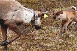 Канадський заповідник рятує від вимирання північних оленів