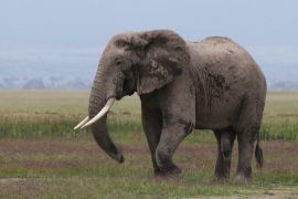 Заборона на торгівлю слоновою кісткою набула чинності у Великій Британії