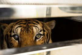 Без туристів зоопарк у Таїланді розорився