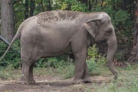 Суд у США відмовився дати слонисі Хеппі людські права