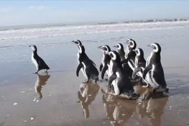 В Аргентині випустили в океан 12 урятованих пінгвінів