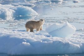 Білих ведмедів з іншою генетикою знайшли у віддаленому регіоні Гренландії