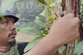Рятівник орхідей: малазійський фотограф ходить джунглями в пошуках рідкісних видів