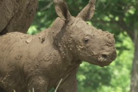 У зоопарку на Кубі несподівано для всіх народився білий носоріг