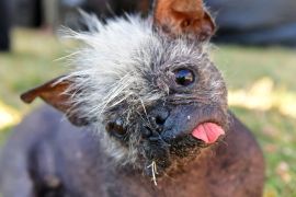 Страшненькі, але милі: найпотворнішого собаку світу вибрали в США