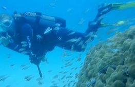 Кенійські дайвери відновлюють коралові рифи в Індійському океані
