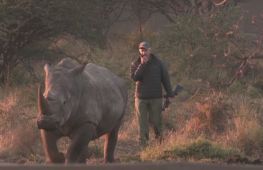 Через 40 років носороги повернулися до Мозамбіку