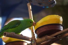 Бразилець побудував пташиний курорт біля свого дому в Сан-Паулу