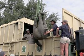 Грандіозний переїзд: 250 диких слонів перевозять до іншого дому