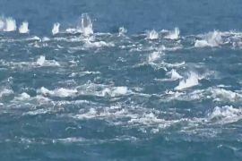 Десятки дельфінів зненацька пропливли біля берегів Чилі