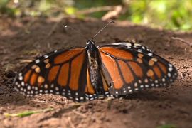 Метелики данаїда монарх тепер під загрозою зникнення