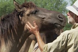 Угорські фермери продають коней, щоб пережити посуху