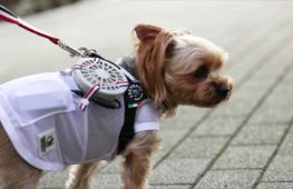 Мінівентилятори допомагають собакам пережити спеку в Японії