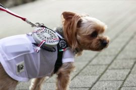Мінівентилятори допомагають собакам пережити спеку в Японії