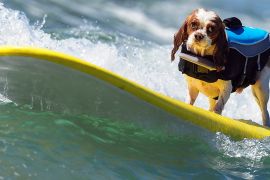 Світовий чемпіонат собачого серфінгу пройшов у Каліфорнії