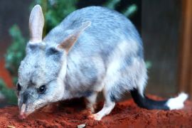 Як рятують австралійських білбі, що мають вуха, як у кролика