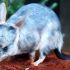 Як рятують австралійських білбі, що мають вуха, як у кролика