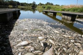10 тонн мертвої риби вже виловили з Одри в Польщі