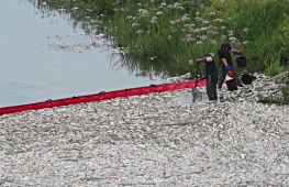 Масова загибель риби в Одрі: аналізи поки не виявили точної причини