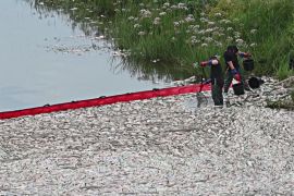 Масова загибель риби в Одрі: аналізи поки не виявили точної причини