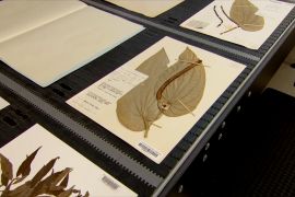 В Австралії хочуть за 9 місяців зацифрувати гербарій із мільйоном зразків