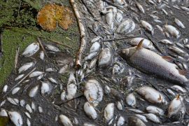 «Бачиш таке у фільмах-катастрофах»: поляки — про загибель риби в Одрі
