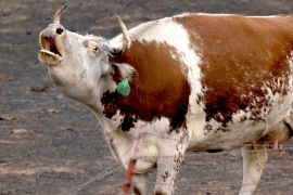 «Зникла вся трава»: скотарі США позбуваються корів через посуху