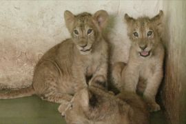Троє левенят готуються до дебюту в індійському зоопарку