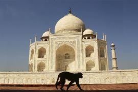 Мавпи тероризують туристів біля Тадж-Махалу в Індії