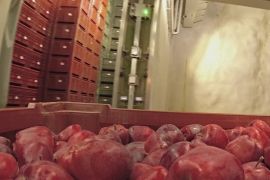 Чому фермери Італії зберігають урожай яблук у печерах