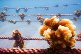 Корали Галапагоських островів: як відновити тендітну екосистему