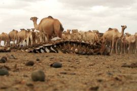 У спустошеному посухою Сомалі назріває голод