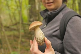 Небувалий урожай: через зливи у Франції та Швейцарії з’явилося безліч грибів