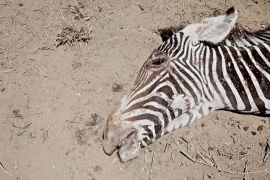 Посуха вбиває рідкісних тварин у Кенії