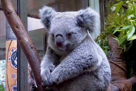 Зоопарк збирає корм для коал у міських парках, щоб зменшити витрати