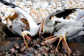 Нахабним пеліканам віддають тонни риби в Ізраїлі