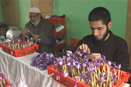 Через посуху фермери Кашміру вирощують шафран у приміщенні