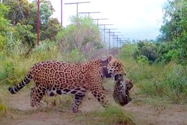 Ще двоє дитинчат ягуара поповнили нацпарк Ібера в Аргентині