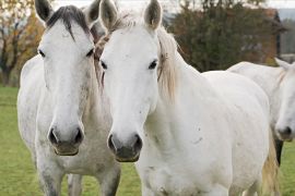 Ліпіціанську породу коней хочуть внести до списку ЮНЕСКО