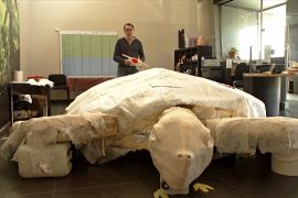 Останки гігантської доісторичної черепахи виявили в Іспанії